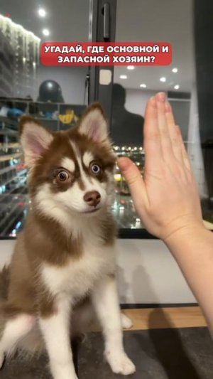 Это не справедливо 🫠 #морозовы #юмор #собака