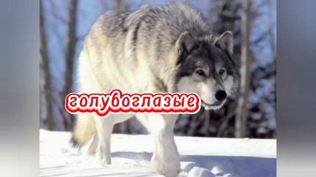Интересные факты о волках. смотреть онлайн