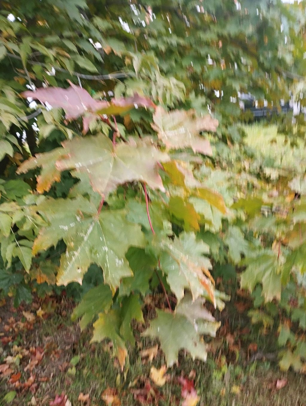спящие ДОНАТ Https://www.donationalerts.com/r/zurus123