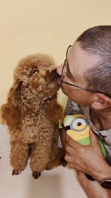 Пудели ласковые собачки смотреть онлайн