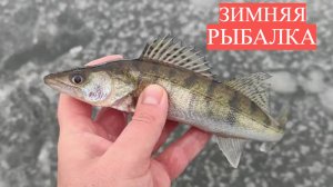 ЗИМНЯЯ РЫБАЛКА. ЖОР ОКУНЯ НА МОТЫЛЬ. ПОЙМАЛ СУДАКА. ПЕРВЫЙ ЛЁД.