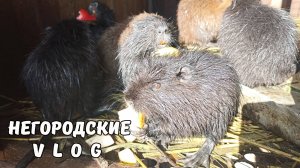 Для НУТРЯТ сегодня яблоки и груши. Зеленый огород в октябре. 29.10.25.