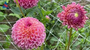 Как поддерживать высокие цветы на срезку? Установка опорной сетки для георгин и гладиолусов