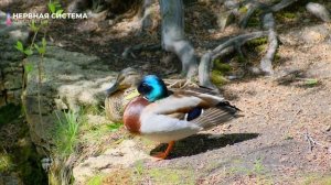 Исцеление Нервной Системы. Нейропластичность*Скрытые Аффирмации*Саблиминал