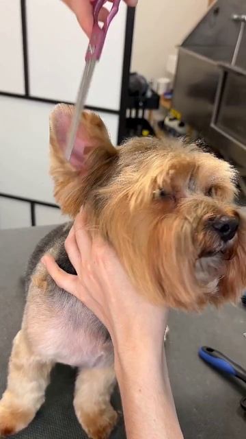 #моднаясобачка #причёска #животные смотреть онлайн