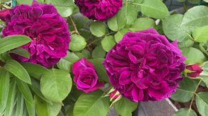 Роза Манстед Вуд, остинка.