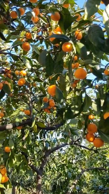 Доброе утро ещё добрее, если встречать его в мандариновом саду в Абхазии смотреть онлайн