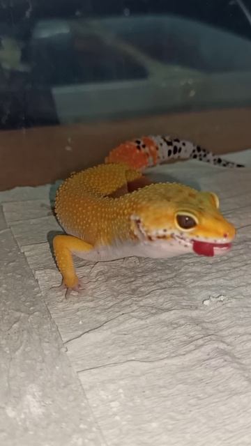 Кормление девчонки эублефара. Малышка продаётся!!! смотреть онлайн