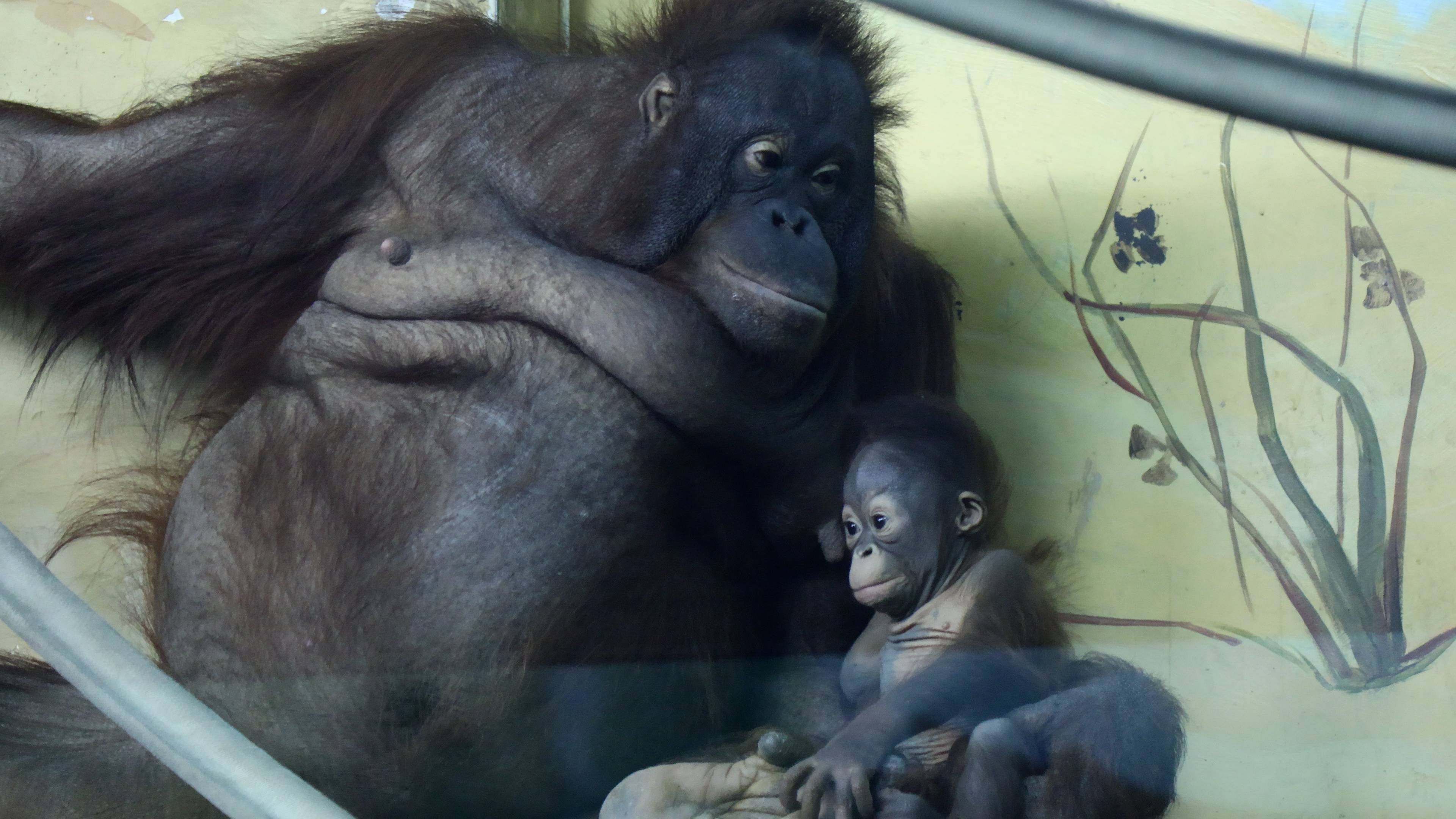 Малышке орангутанов Бату и Мишель исполнилось 3 месяца. смотреть онлайн