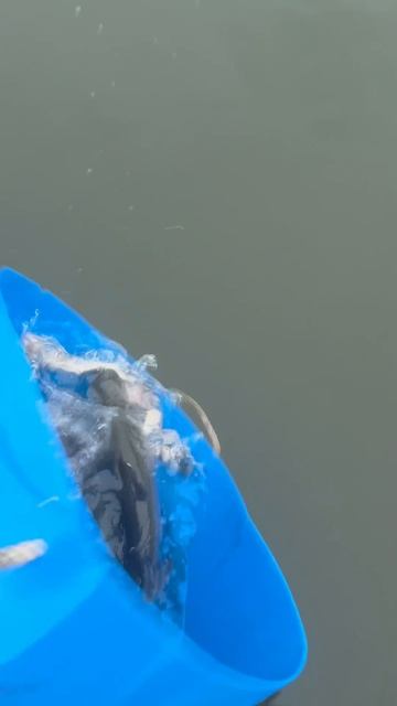 Запуск форели 95 кг смотреть онлайн