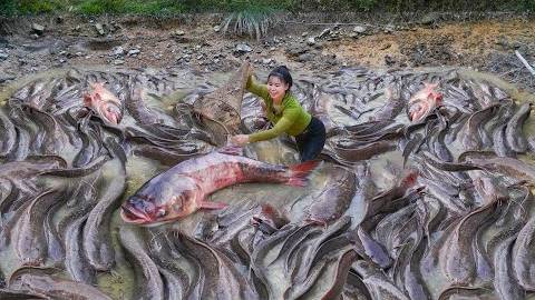 Use High-power Water Pump To Drain Wild Pond To Catch A Lot Of Big Fish Go To Country Market Sell.