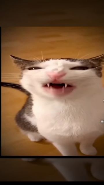 Котики эдит,видео не моё смотреть онлайн