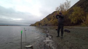 лещ на Дону вот это лапти топовая рыбалка на леща с берега #лещ #рыбалка #река