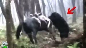 Засняли То Что Шокировало Всех! Реальные Случаи на Камеру!