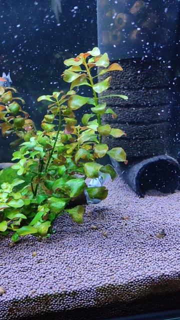 Итоги по нересту попугайчиков