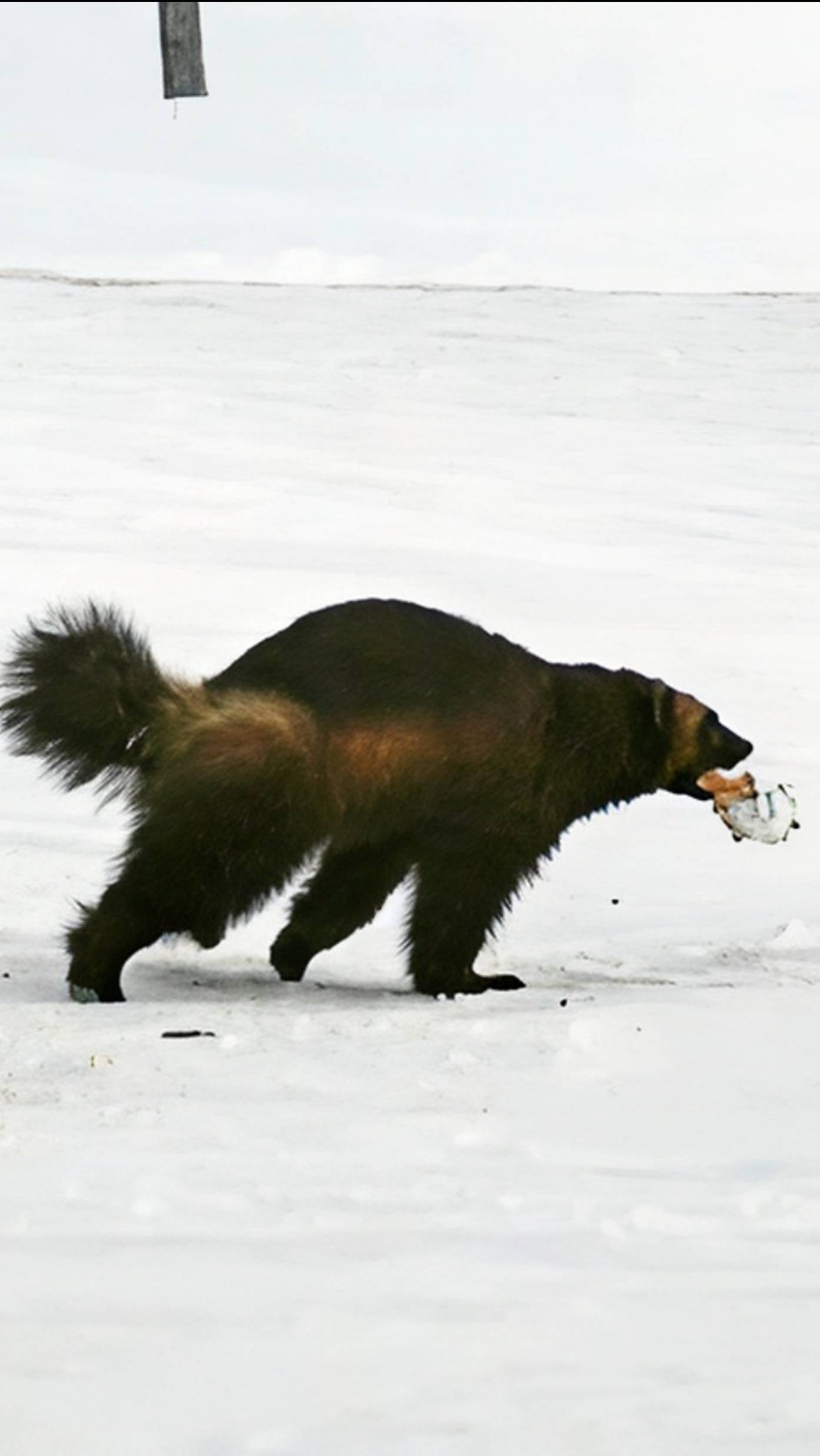 Северная Росомаха - самое бесстрашное животное в гостях у нефтяников🦡