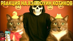 РЕАКЦИЯ НА ЕСЛИ БЫ КОТИКИ ХОДИЛИ В ШКОЛУ - ПРАНКИ НАД УЧЕНИКАМИ НА ХЭЛЛОУИН