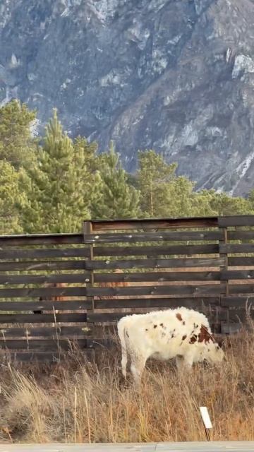 Горный Алтай смотреть онлайн