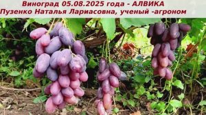 Виноград 05.08.2025 года - Алвика с ее хорошим вкусом и способностью длительно сохраняться на кустах