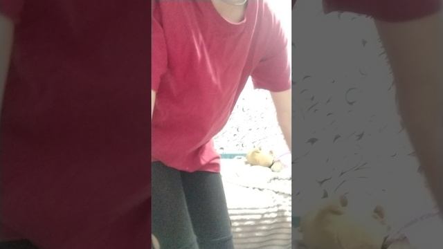 начевка, Хэллоуин Eva Show