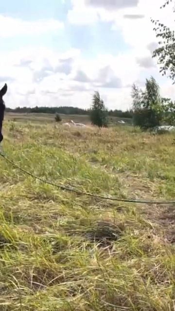 БЕРЁЗОВЫЙ БЕРЕГ смотреть онлайн