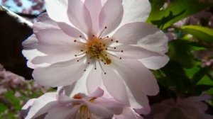 ШУМ от ВРАГОВ СУДОВ ЗЛА