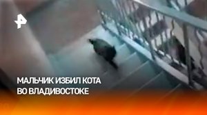 Мальчик избил кота в подъезде во Владивостоке: осторожно, жесткие кадры