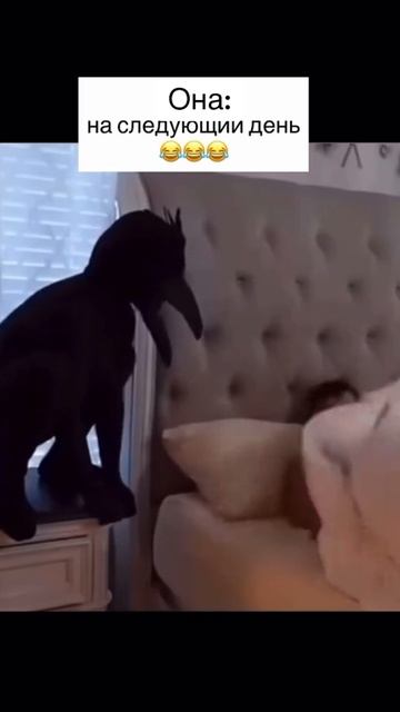 ВЕСЕЛЫЙ СЕКС (ИНТИМ)!!! #семья #муж #жена #секс #интим #костюм #вместе #испуг #шок #страх #ворона смотреть онлайн