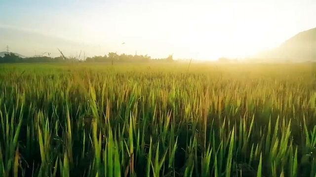 #14 Бозоны Хиггса - Spritz! (Пётр Налич cover) смотреть онлайн