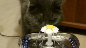 Распаковка питьевого фонтанчика для кошек 🐱! Будет ли кот Жорик пить из авто поилки - фонтана?