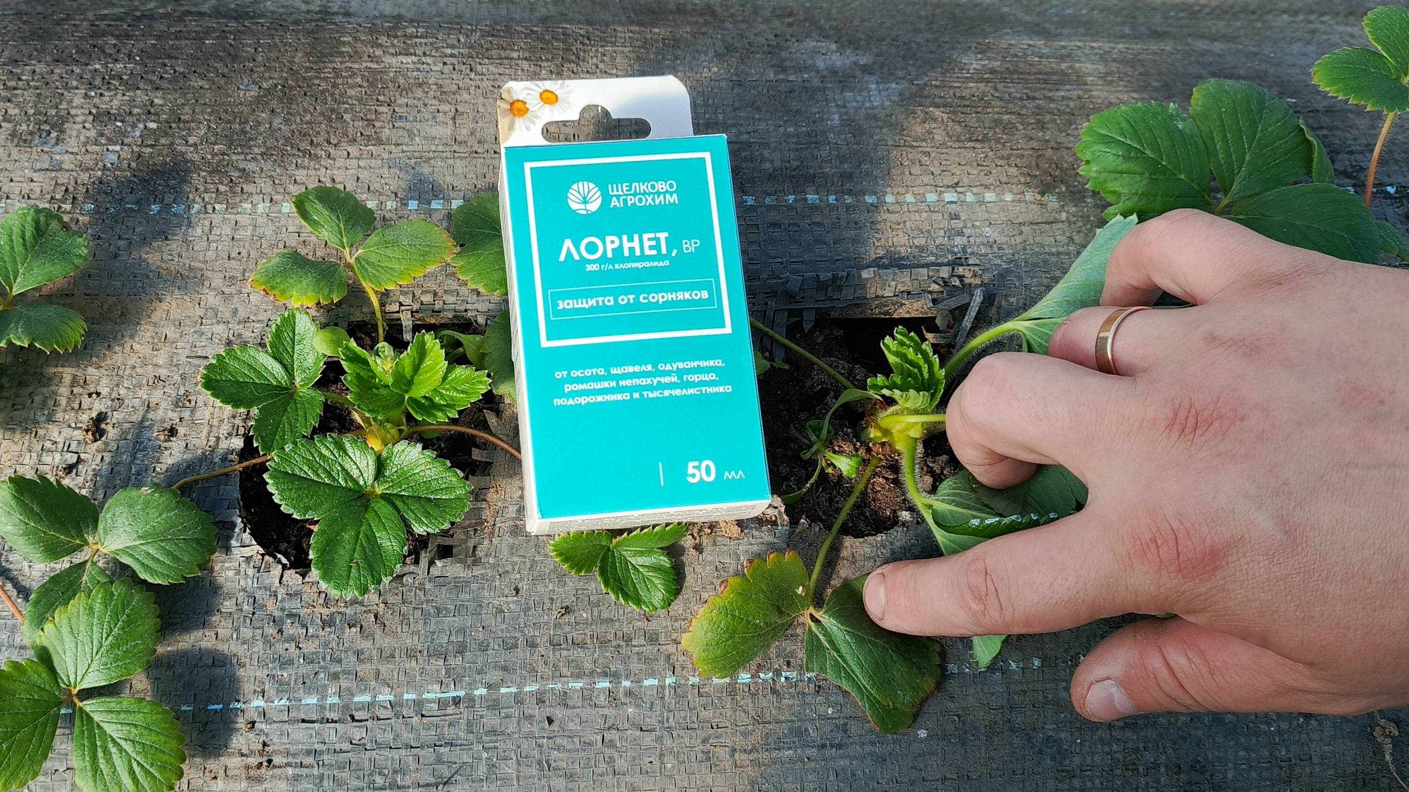 Лорнет на клубнике: рискнул урожаем ради эксперимента! Результат через 10 дней! Честный тест в саду. смотреть онлайн