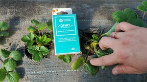 Лорнет на клубнике: рискнул урожаем ради эксперимента! Результат через 10 дней! Честный тест в саду.