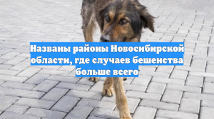 Названы районы Новосибирской области, где случаев бешенства больше всего