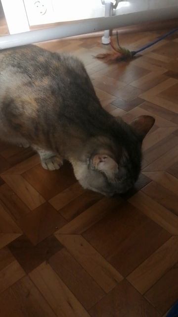 VID_20251101_103844.mp4 смотреть онлайн