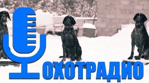 ПИТОМНИК  ДРАТХХАРОВ И КУРЦХААРОВ HUNTING-DOG.RU / ОХОТРАДИО