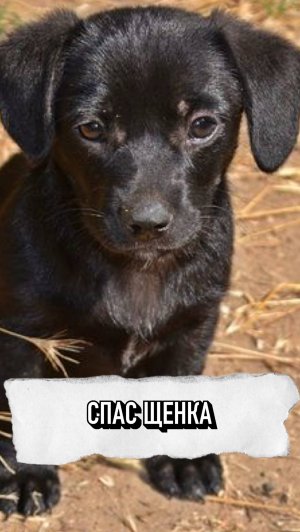 Мужчина Спас Щенка ❤️