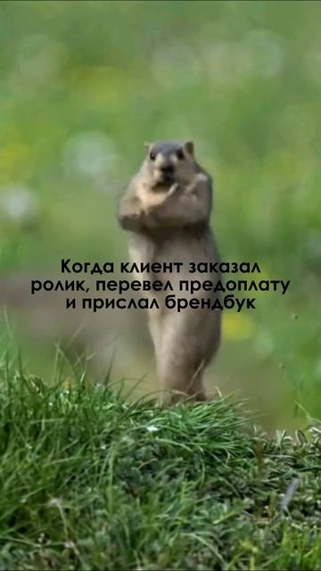 2D/3D/СЪЁМКА #видео #реклама #видеоролик #заказатьролик #анимация #съёмка #юмор #видеостудия смотреть онлайн