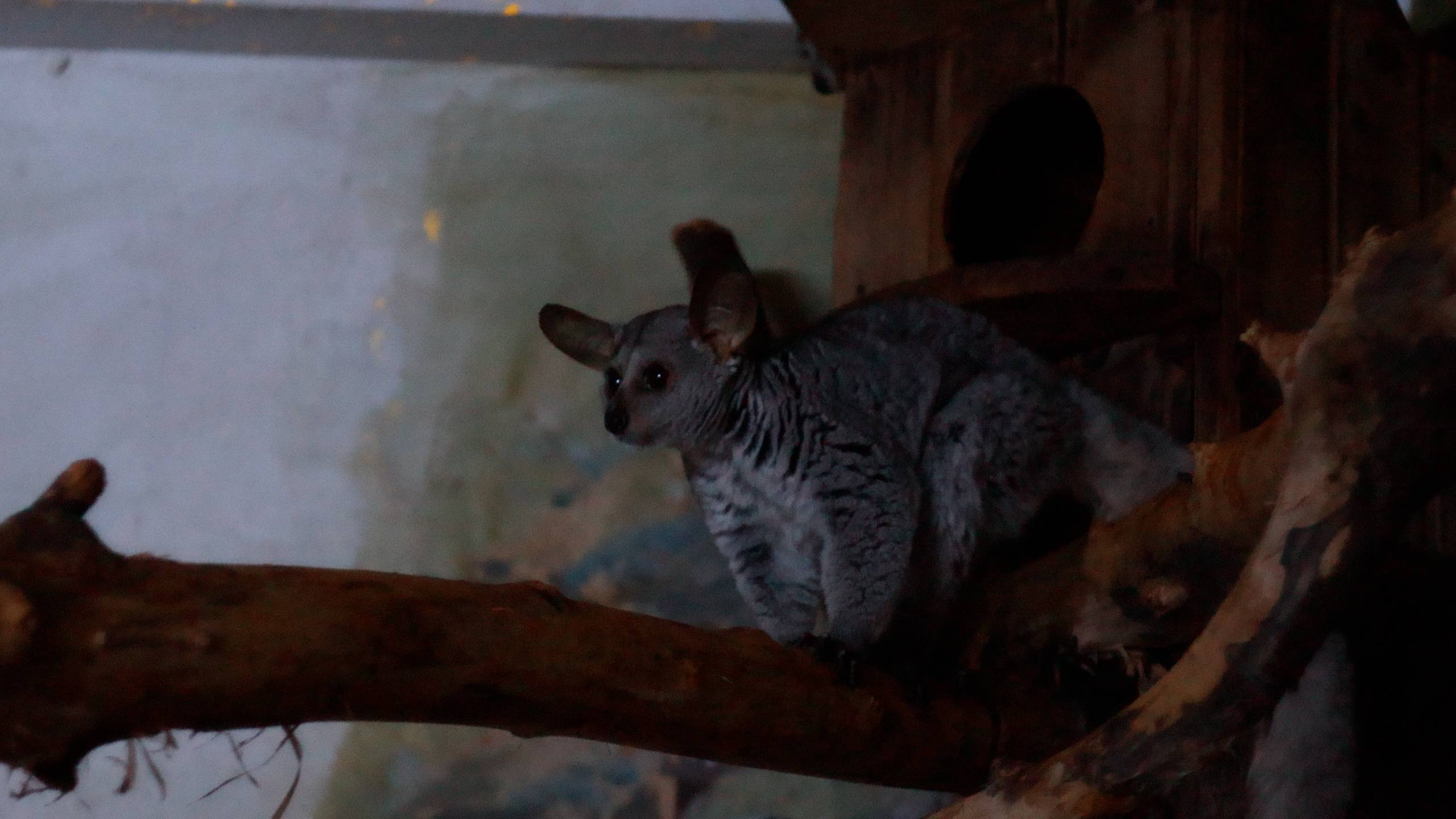 Толстохвостый галаго смотреть онлайн