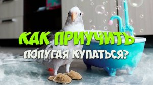 КАК ПРИУЧИТЬ ПОПУГАЯ КУПАТЬСЯ