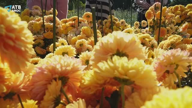 Бал хризантем 2025: Осеннее танго смотреть онлайн