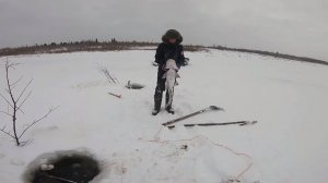Рыбалка на Енисее, ловля налима. Такое мы видим впервые...