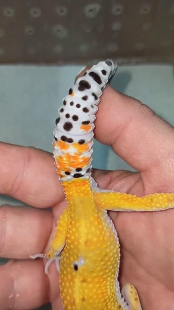 Продаётся парень эублефарчик 2025 года рождения! смотреть онлайн