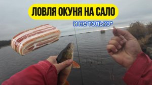 | Ловлю толстых осенних окуней на сало |