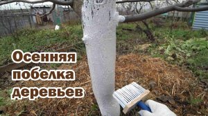 Зачем белить деревья осенью?