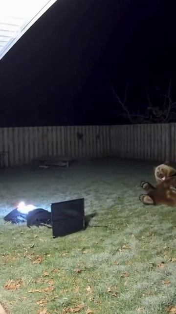 Медведь. смотреть онлайн