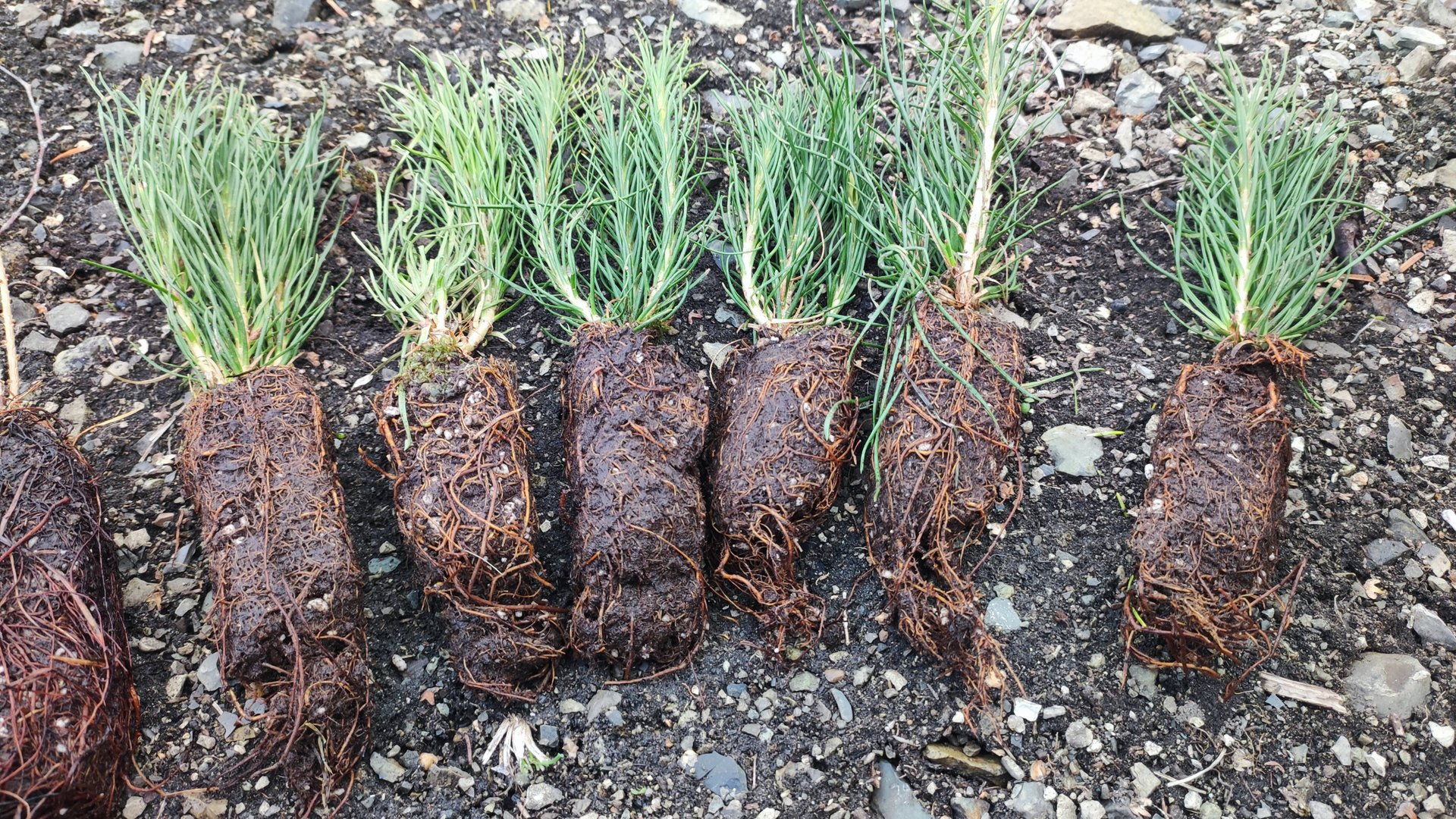 Распродажа в ноябре. Брать или не брать растения?