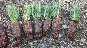 Распродажа в ноябре. Брать или не брать растения?