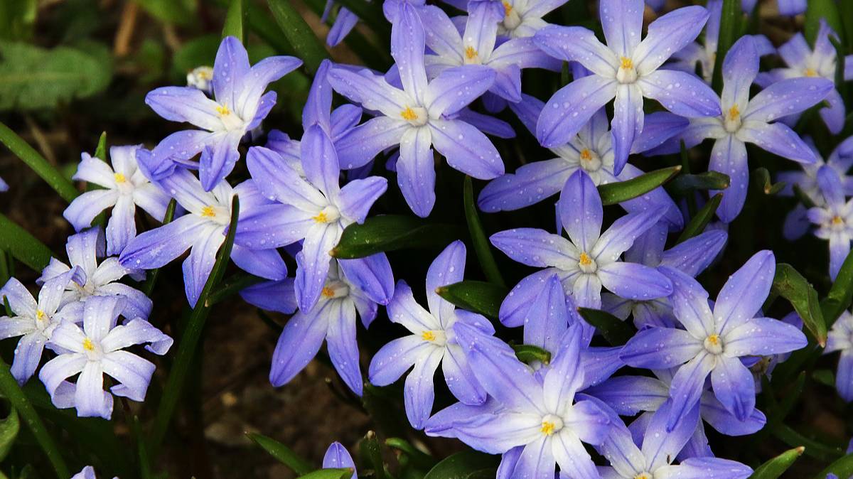 Хионодокса. Место и сроки посадки