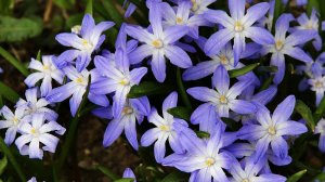 Хионодокса. Место и сроки посадки