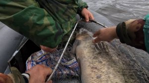 Таких ещё не ловили. Вот это монстр подсел. .